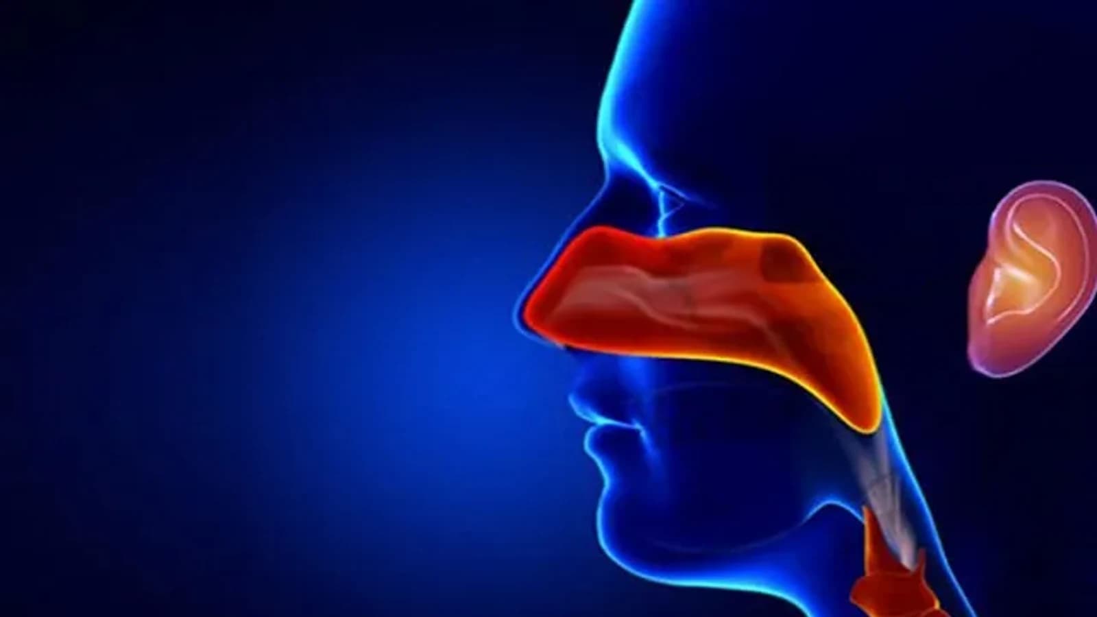 ویزیت گوش، حلق و بینی